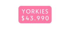 YORKIES 43 990